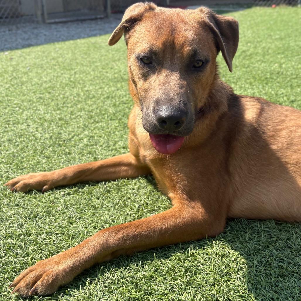 Enlarge Rose, a Adoptable Mixed Breed in Batavia, OH image 4/6