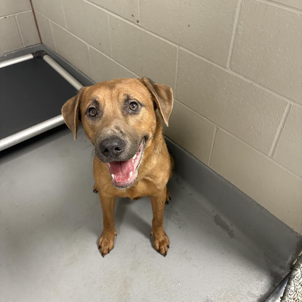 Enlarge Rose, a Adoptable Mixed Breed in Batavia, OH image 5/6