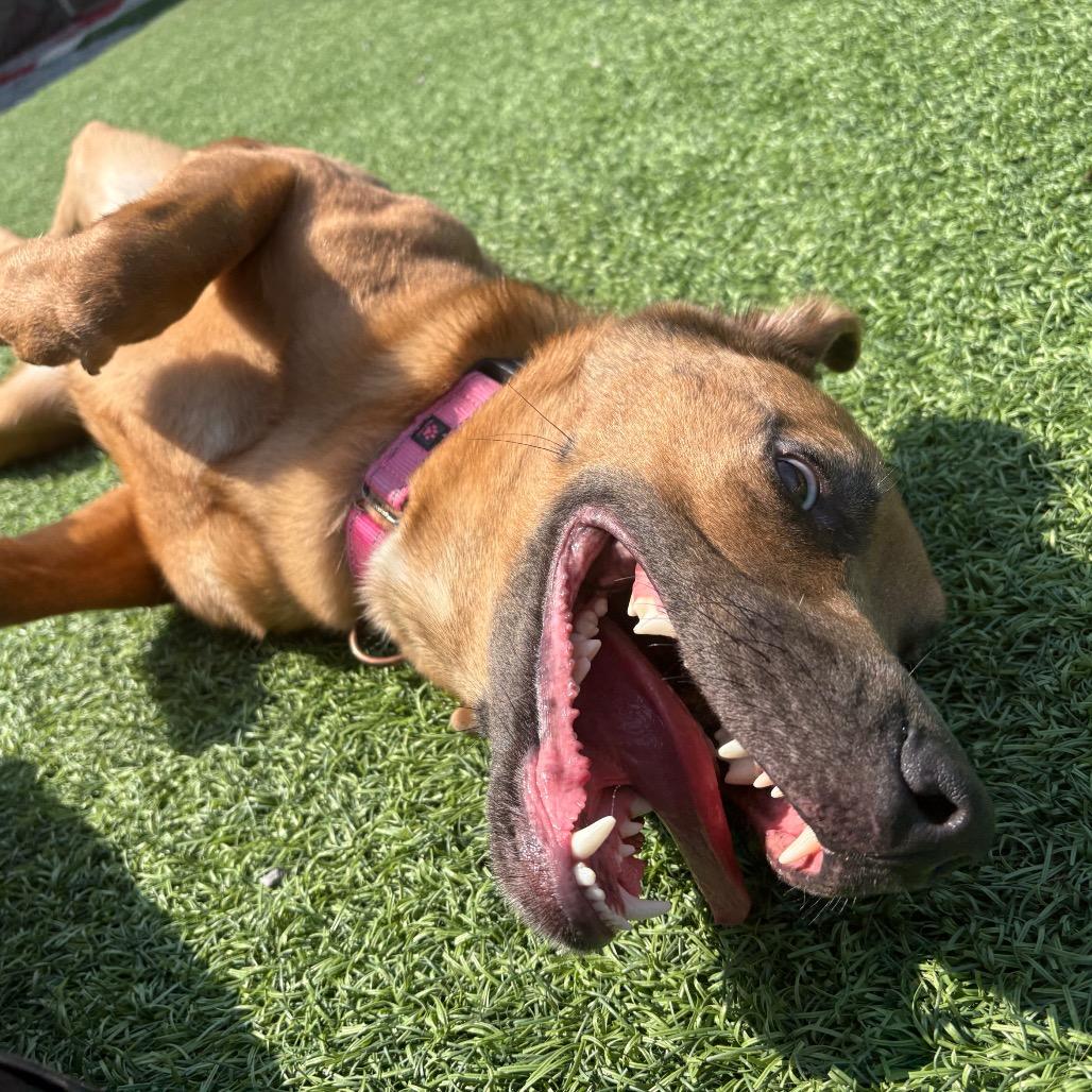 Enlarge Rose, a Adoptable Mixed Breed in Batavia, OH image 6/6