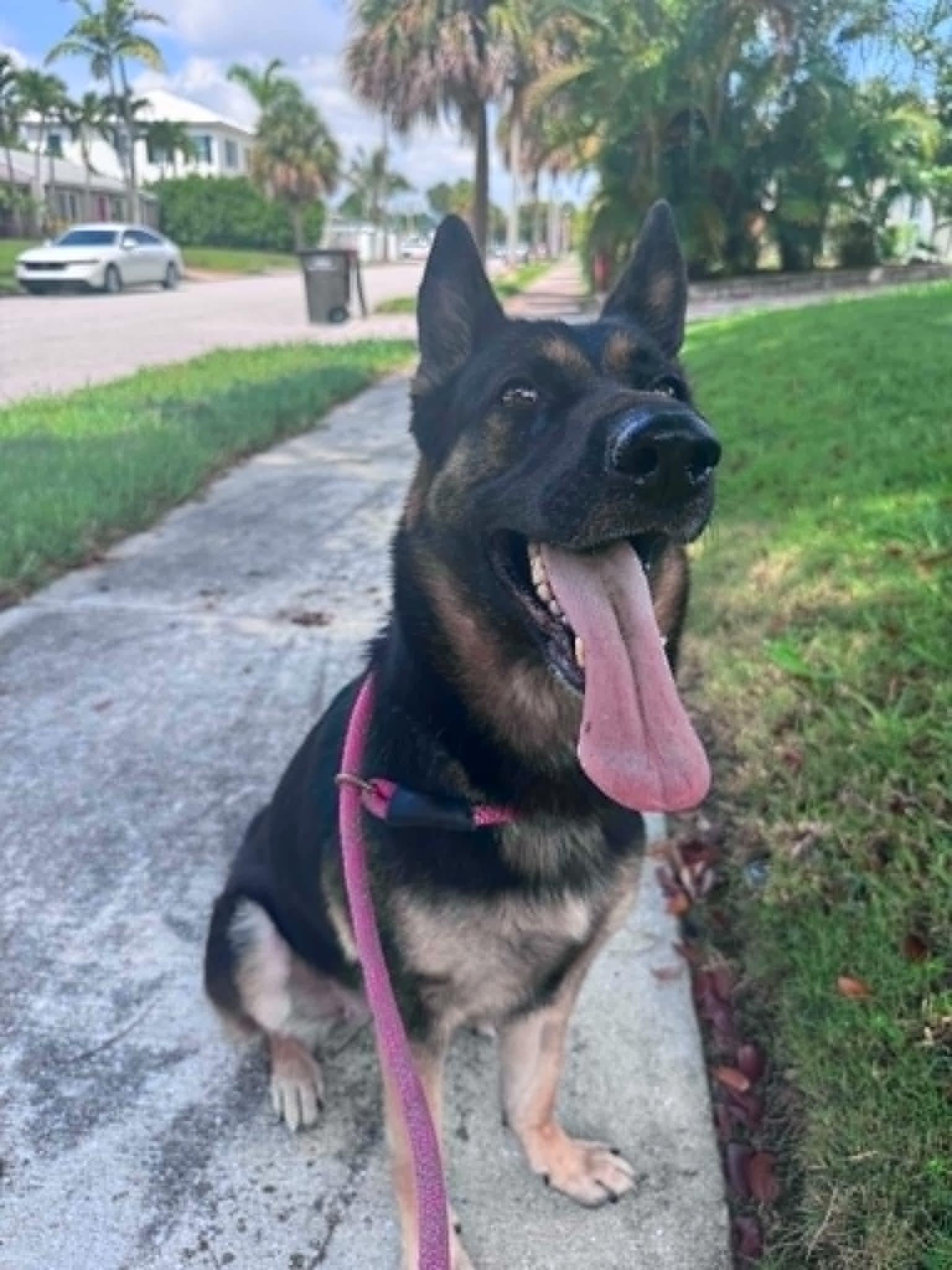 Bella 3165, a Adoptable German Shepherd Dog in Pompano Beach, FL image 1/3