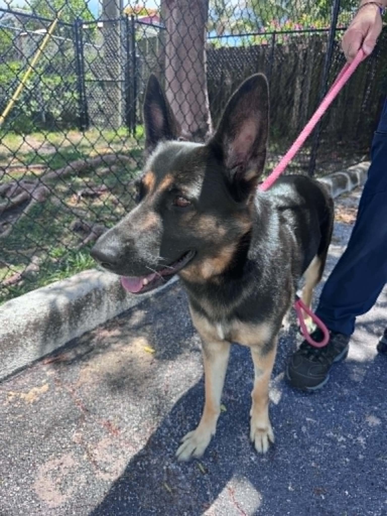 Bella 3165, Adoptable, Adult Female German Shepherd Dog.