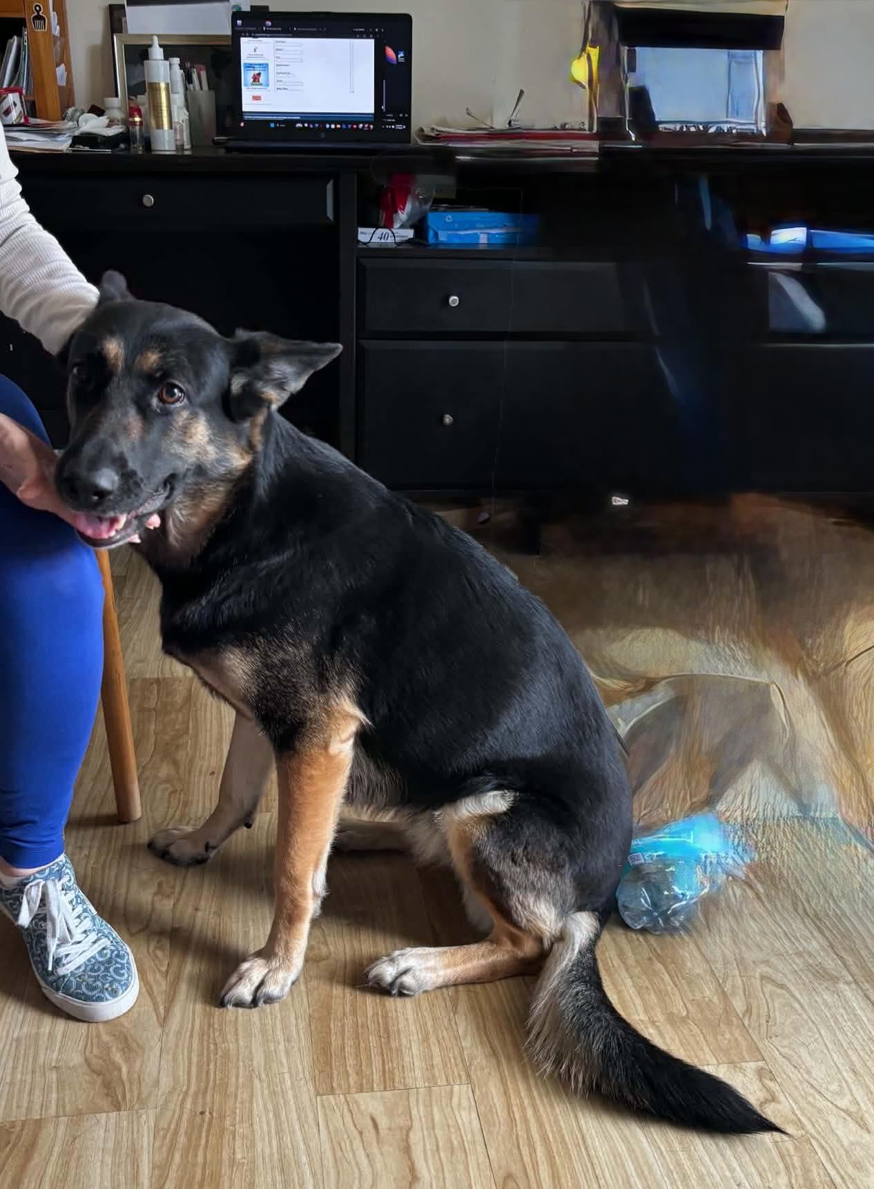 Bella 3165, Adoptable, Adult Female German Shepherd Dog.