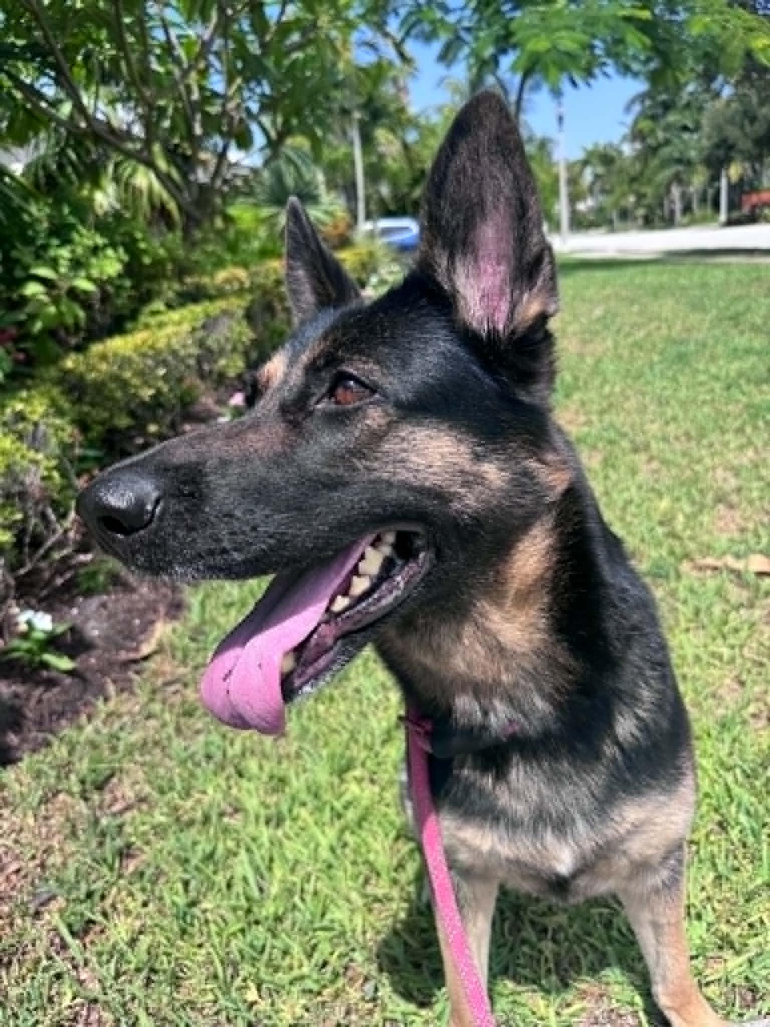 Bella 3165, a Adoptable German Shepherd Dog in Pompano Beach, FL image 2/3