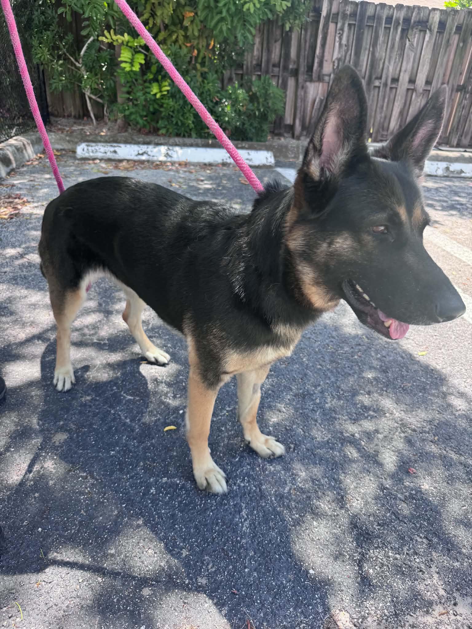 Bella 3165, a Adoptable German Shepherd Dog in Pompano Beach, FL image 3/3