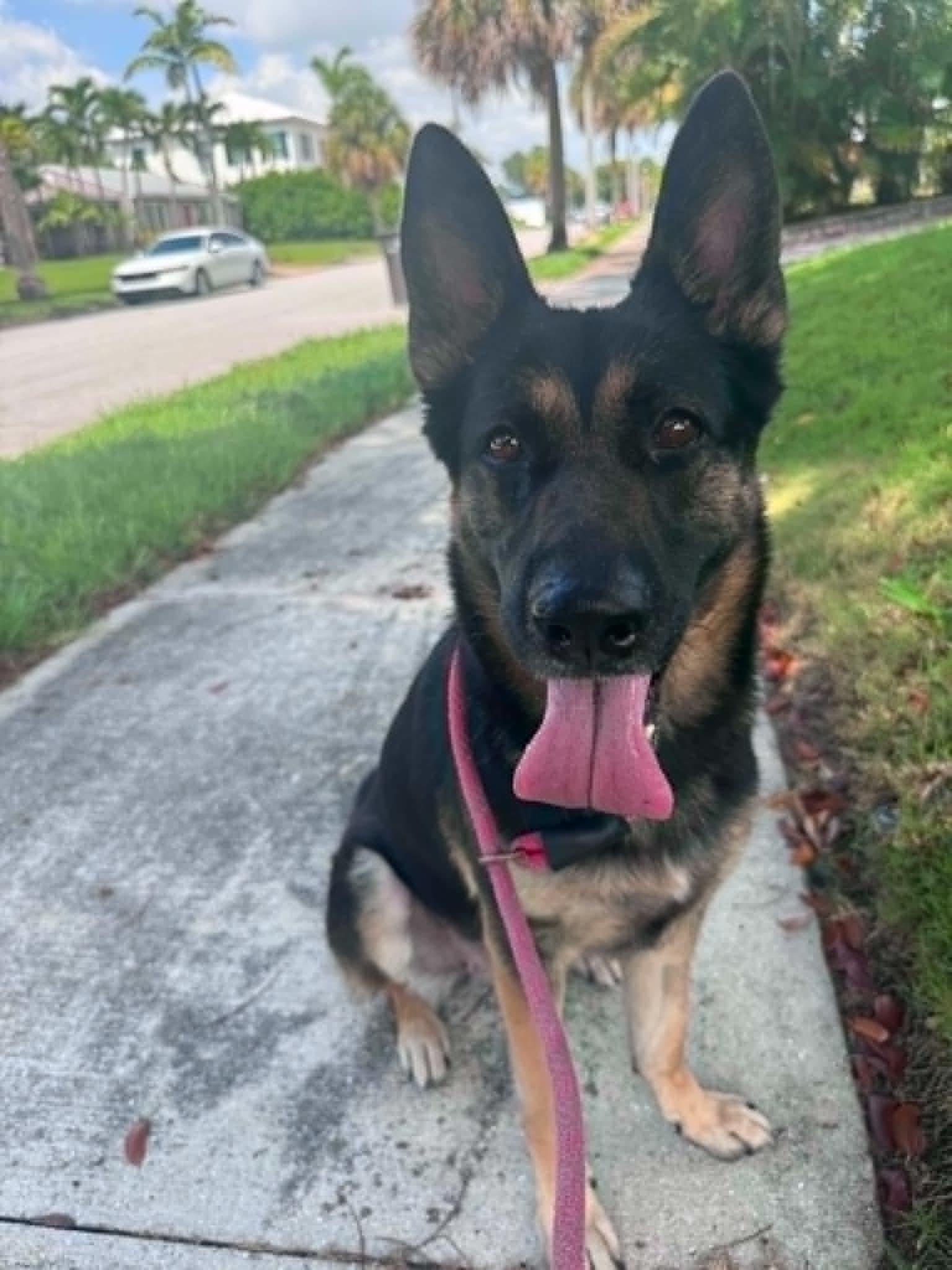 Bella 3165, a Adoptable German Shepherd Dog in Pompano Beach, FL image 3/3