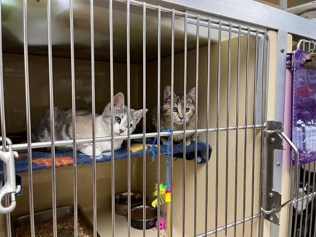 Demetria thumbnail 2