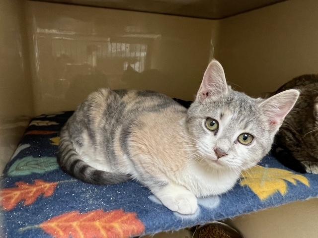 Demetria thumbnail 3