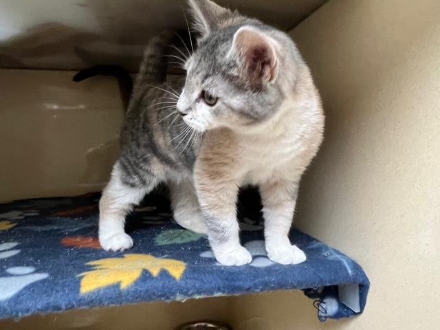 Demetria thumbnail 4