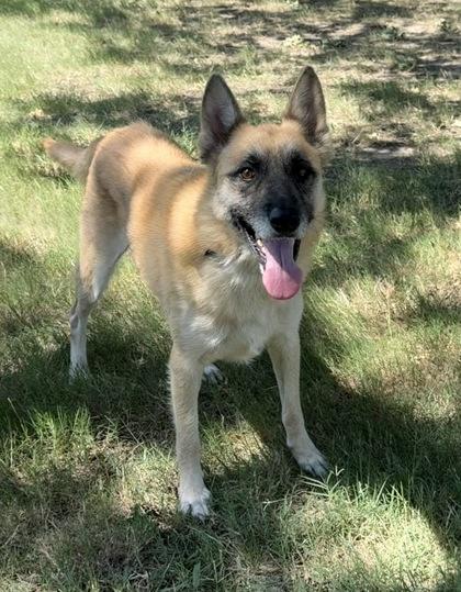 Xavier, a Adoptable mixed breed in Fort Worth, TX image 1/3