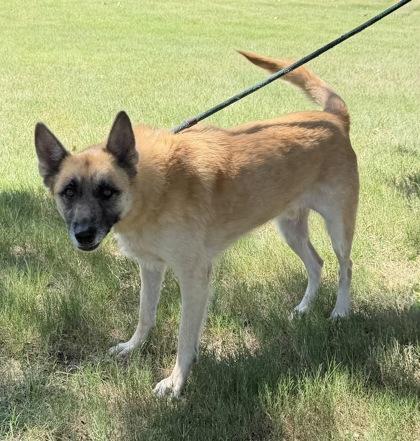 Xavier, a Adoptable mixed breed in Fort Worth, TX image 2/3