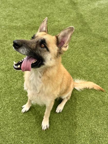 Xavier, a Adoptable mixed breed in Fort Worth, TX image 3/3