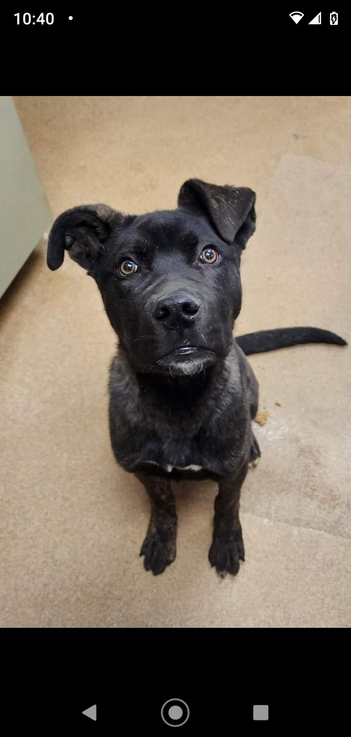 Enlarge Rudy, a Adoptable mixed breed in Seattle, WA image 1/6