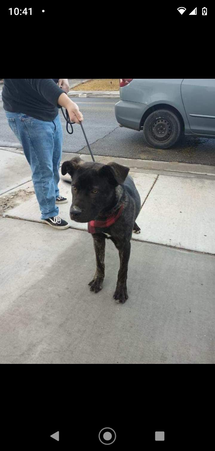 Enlarge Rudy, a Adoptable mixed breed in Seattle, WA image 2/6