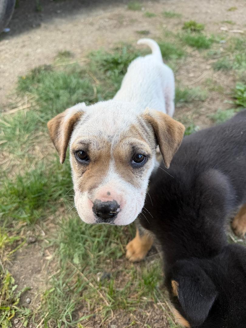 Dawn, Adoptable, Puppy Female Mixed Breed.