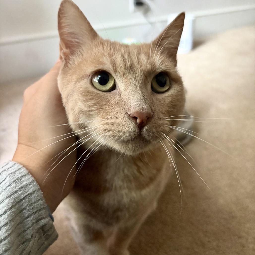 Butternut, Adoptable, Adult Male Domestic Short Hair.