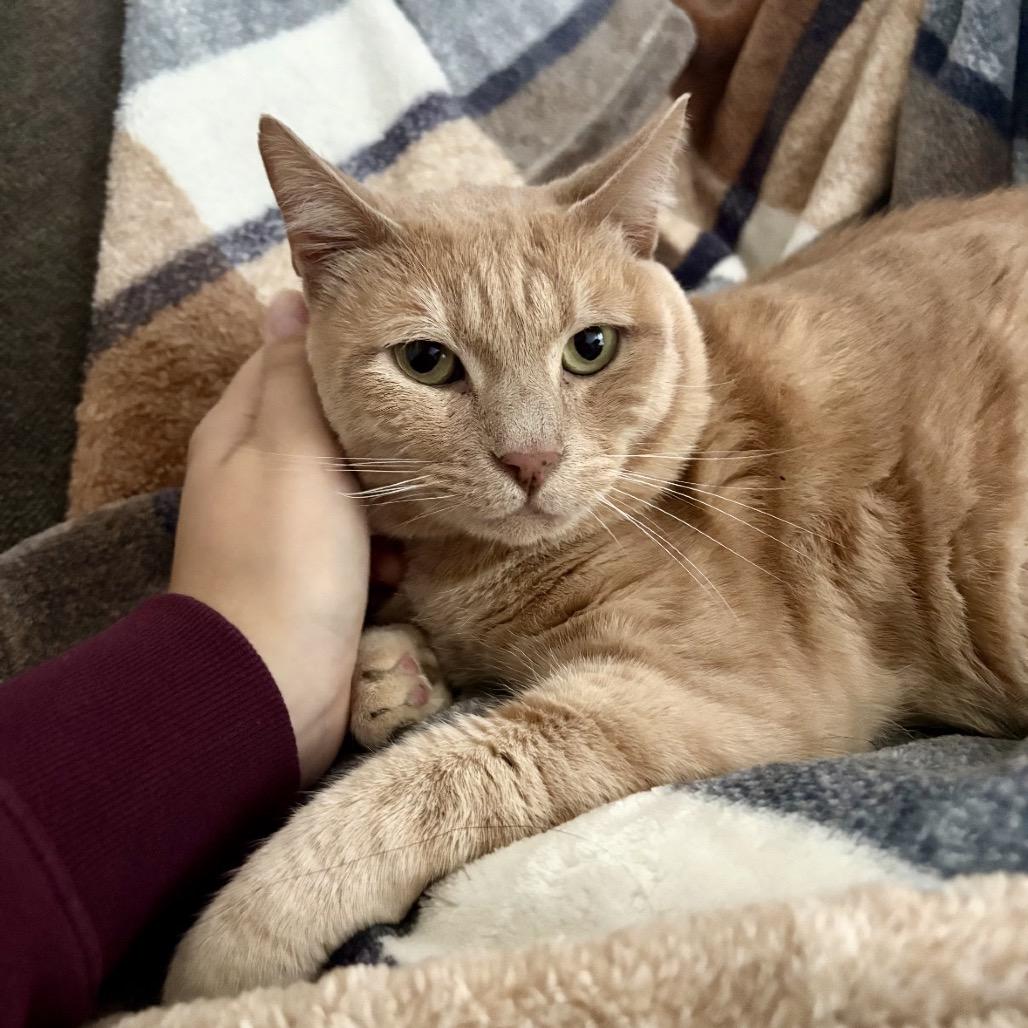 Butternut, a Adoptable Domestic Short Hair in Windsor, VA image 2/4