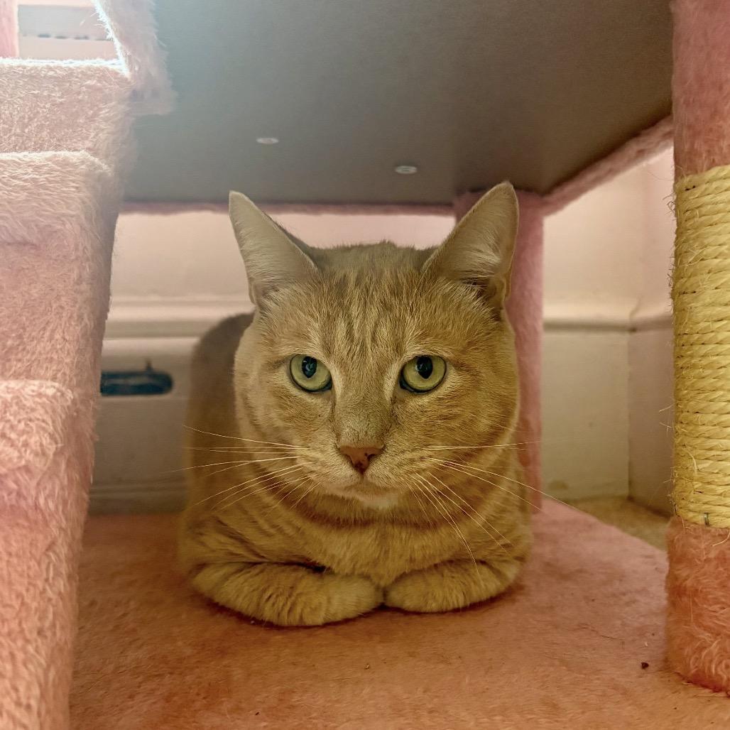 Butternut, a Adoptable Domestic Short Hair in Windsor, VA image 3/4