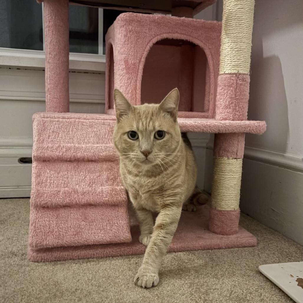 Butternut, a Adoptable Domestic Short Hair in Windsor, VA image 4/4