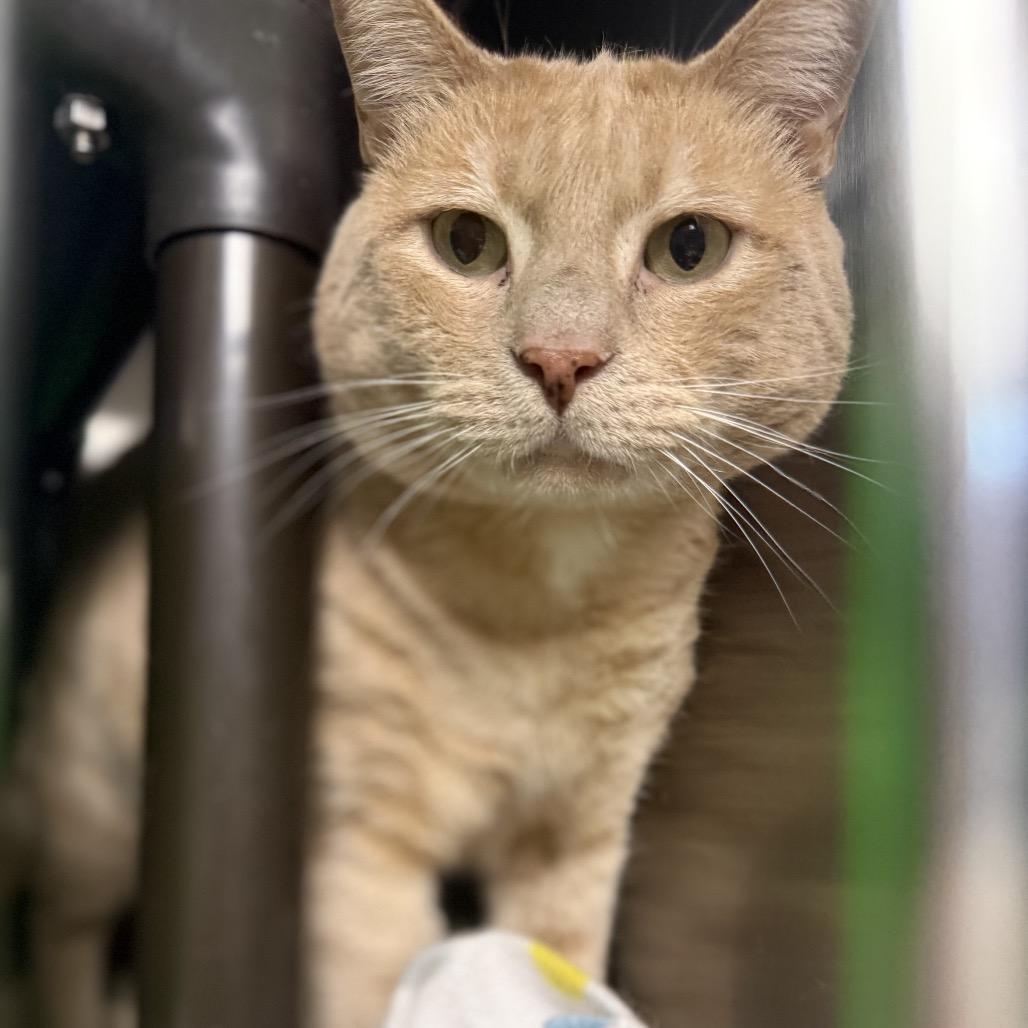 Enlarge Butternut, a Adoptable Domestic Short Hair in Windsor, VA image 1/1