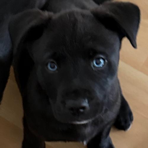MABEL, Adoptable, Puppy Female Black Labrador Retriever & Mixed Breed.