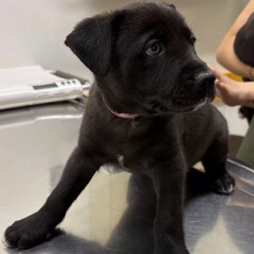 MABEL, a Adoptable mixed breed in San Juan Capistrano, CA image 3/3