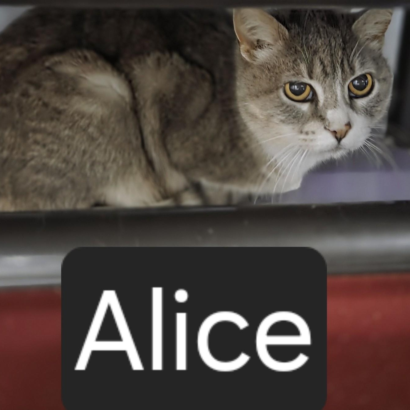 Alice, adopted, Young Female Domestic Short Hair.