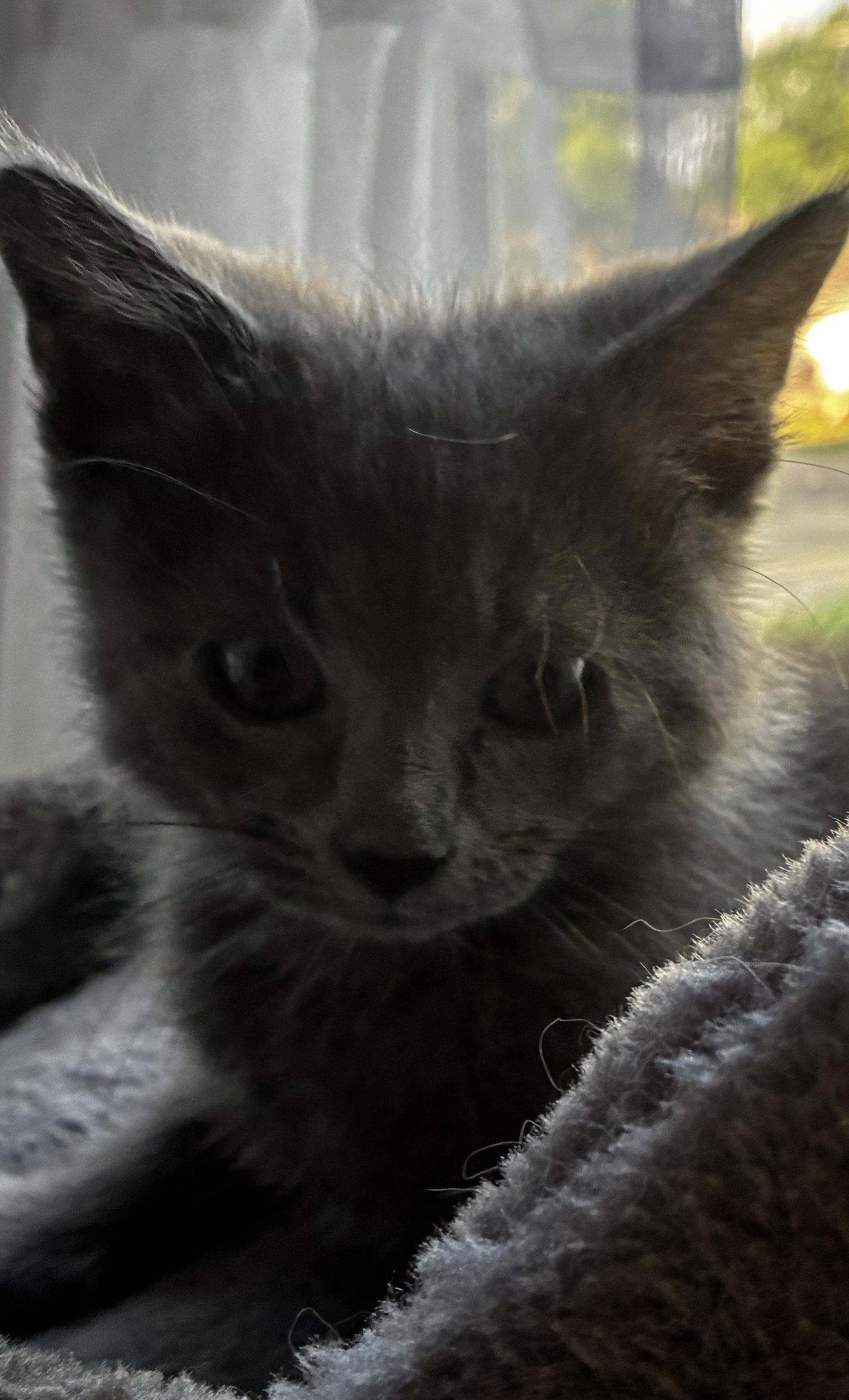 Enlarge Houdini, a Adopted Domestic Medium Hair in Cuyahoga Falls, OH image 1/3