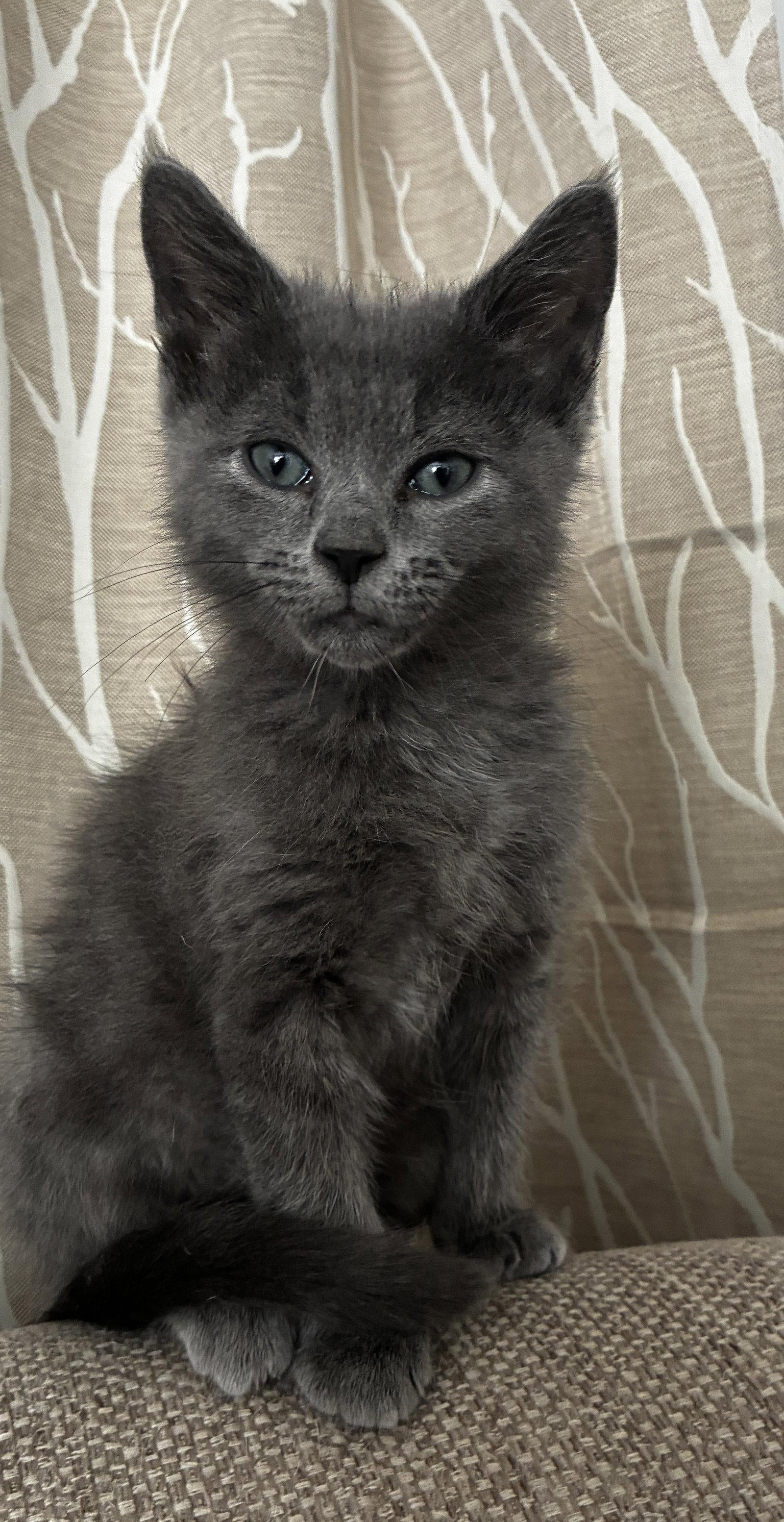 Enlarge Houdini, a Adopted Domestic Medium Hair in Cuyahoga Falls, OH image 2/3