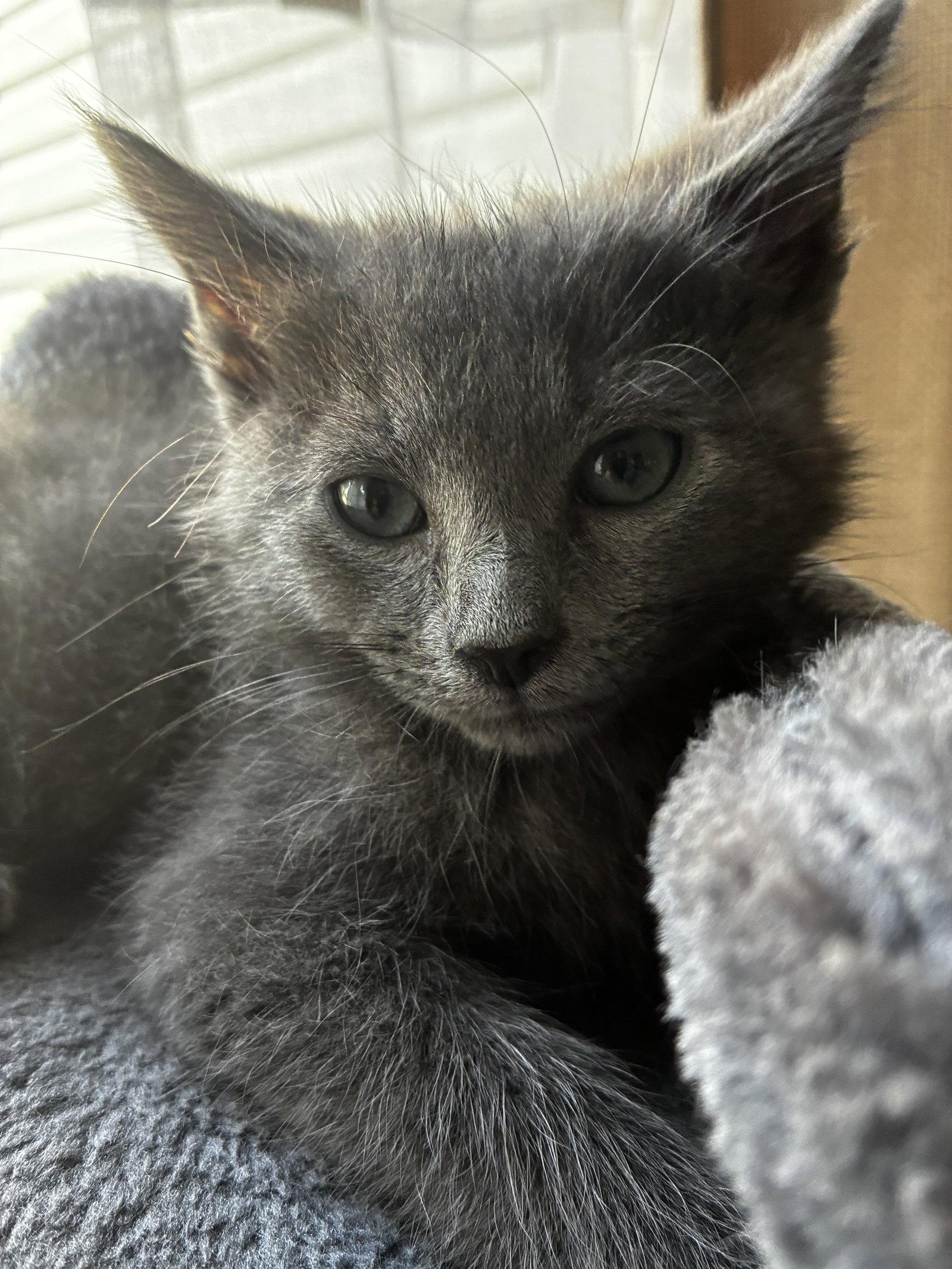 Enlarge Houdini, a Adopted Domestic Medium Hair in Cuyahoga Falls, OH image 3/3