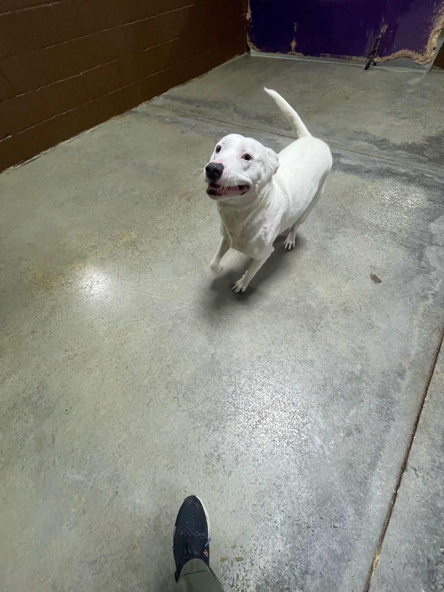 Enlarge Sunny, a ADOPTABLE mixed breed in Pelham, AL image 2/6