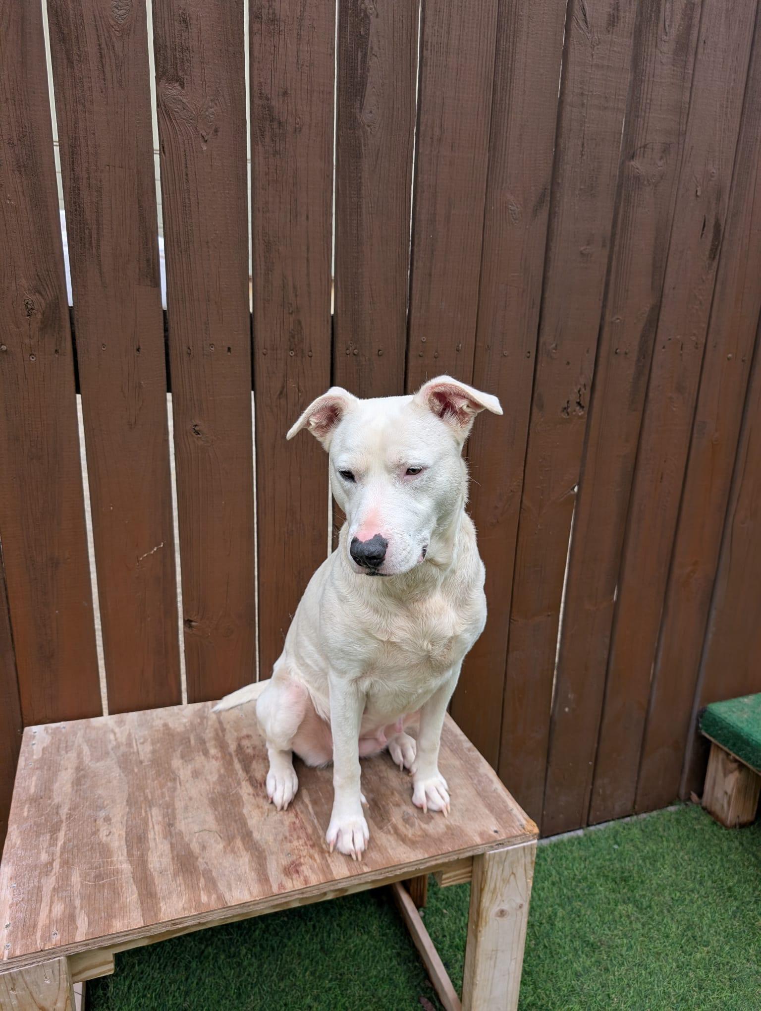 Enlarge Sunny, a ADOPTABLE mixed breed in Pelham, AL image 4/6