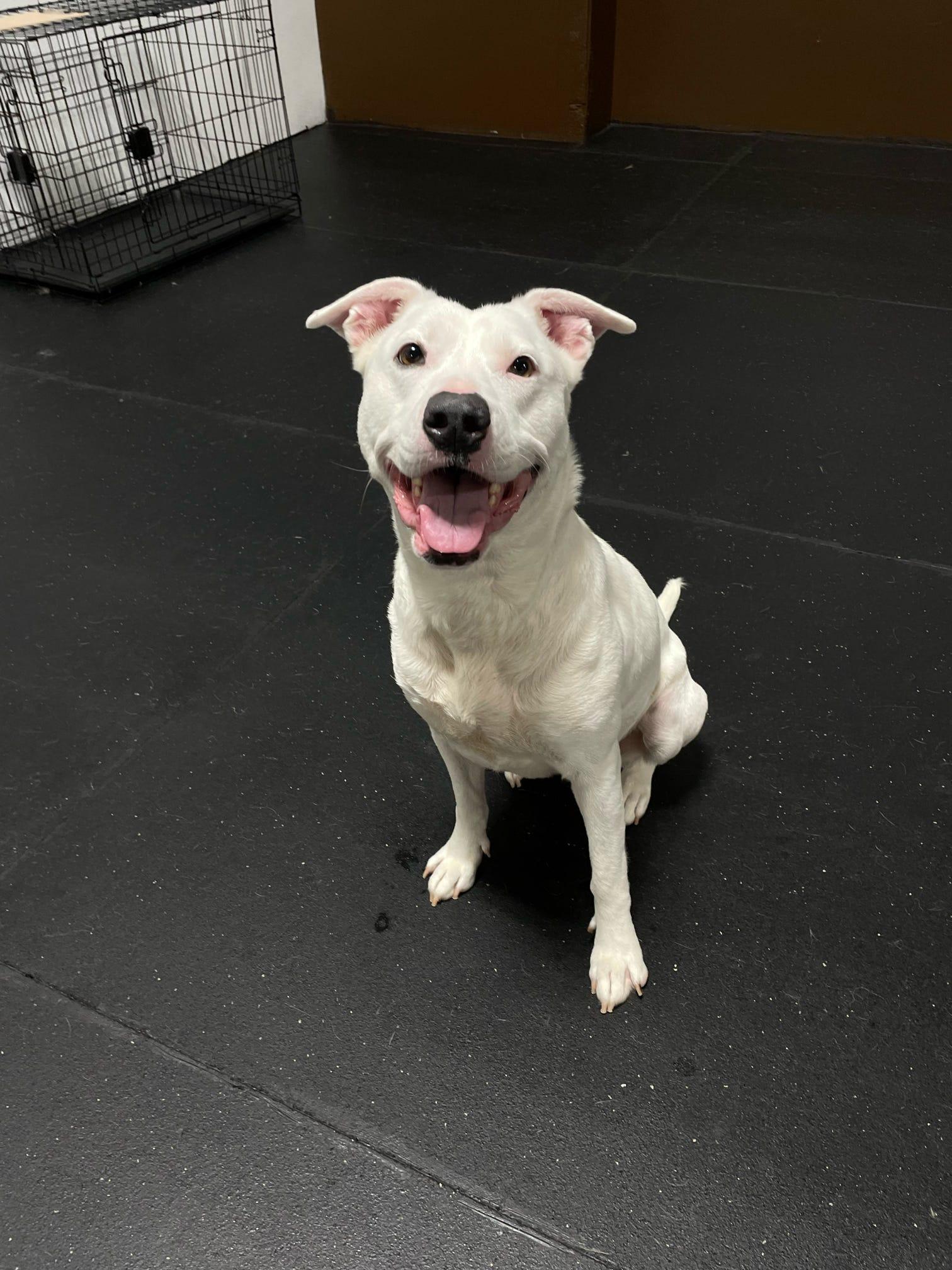 Enlarge Sunny, a ADOPTABLE mixed breed in Pelham, AL image 5/6