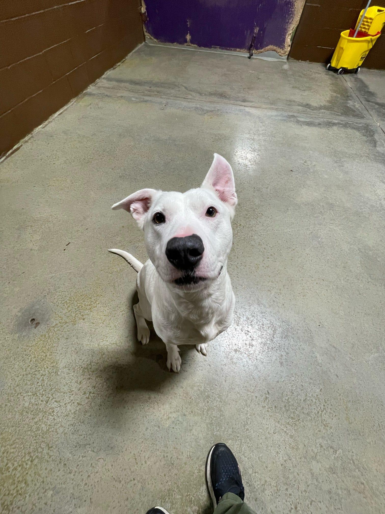 Sunny, ADOPTABLE, Adult Female Shepherd & Pit Bull Terrier.