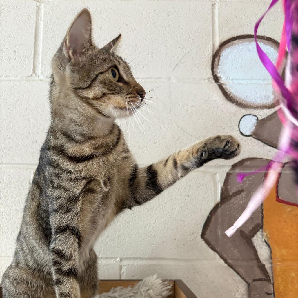 Enlarge Daisy, a Adoptable Domestic Short Hair in Laredo, TX image 2/6