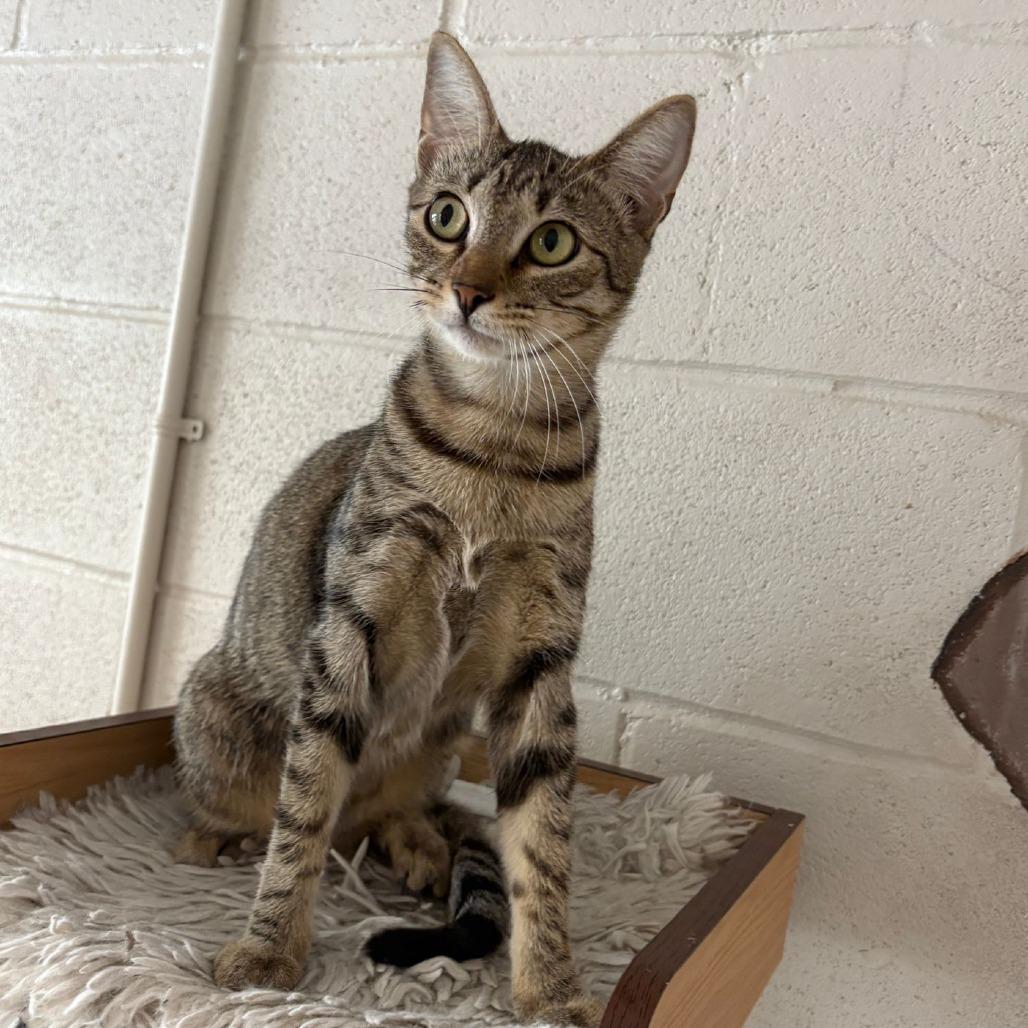 Daisy, a Adoptable Domestic Short Hair in Laredo, TX image 3/6