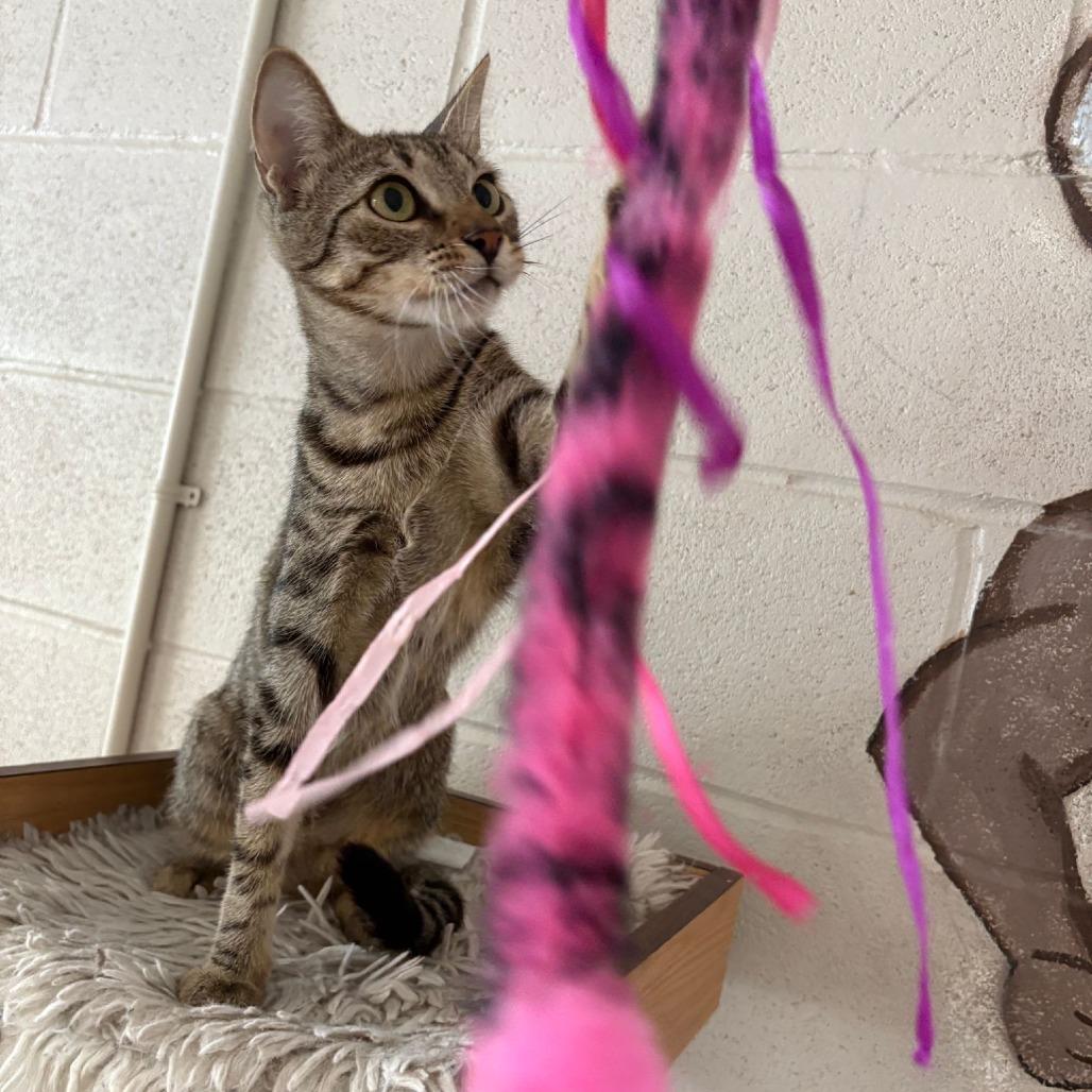 Enlarge Daisy, a Adoptable Domestic Short Hair in Laredo, TX image 3/6