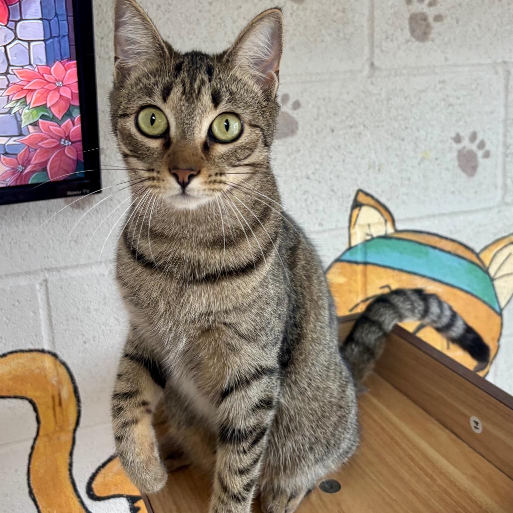 Enlarge Daisy, a Adoptable Domestic Short Hair in Laredo, TX image 4/6