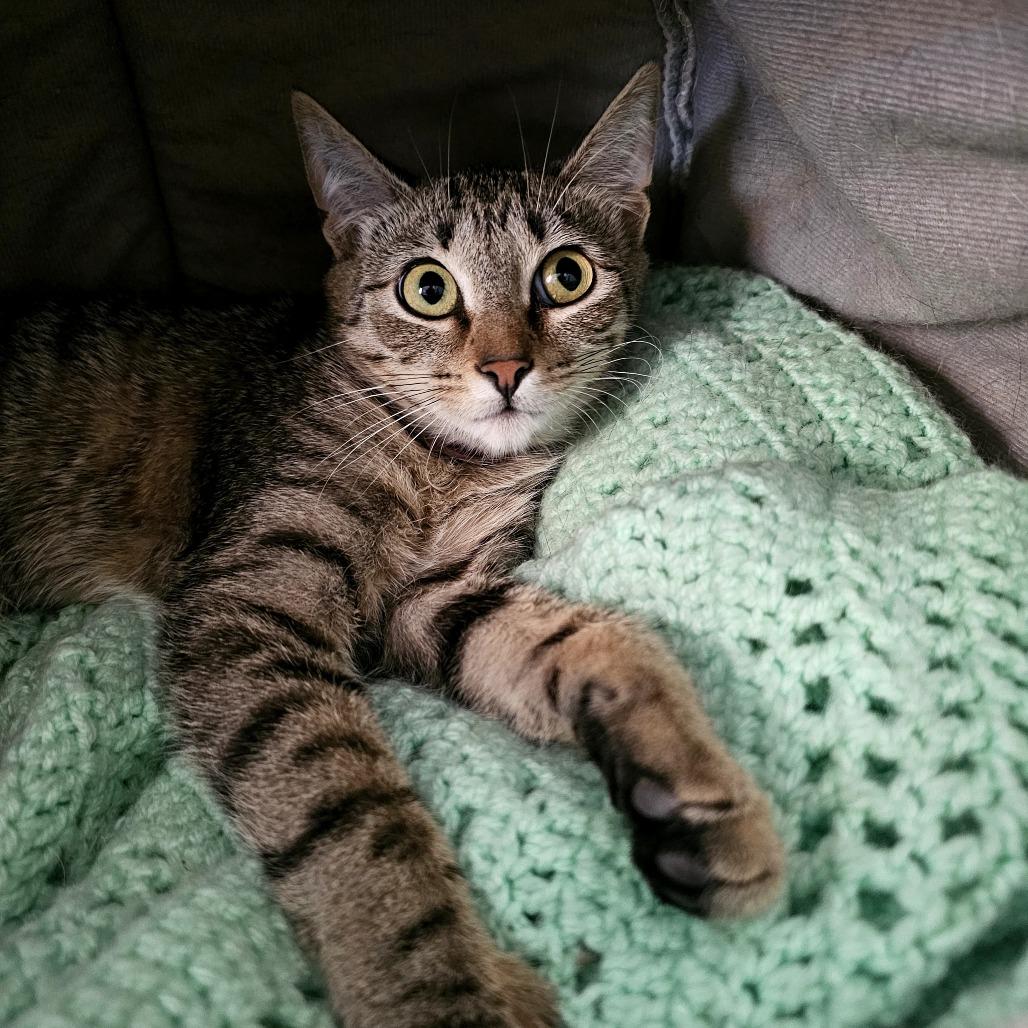 Enlarge Daisy, a Adoptable Domestic Short Hair in Laredo, TX image 6/6