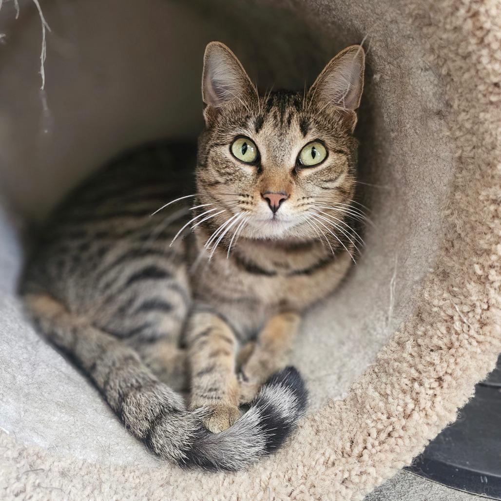 Daisy, a Adoptable Domestic Short Hair in Laredo, TX image 5/6