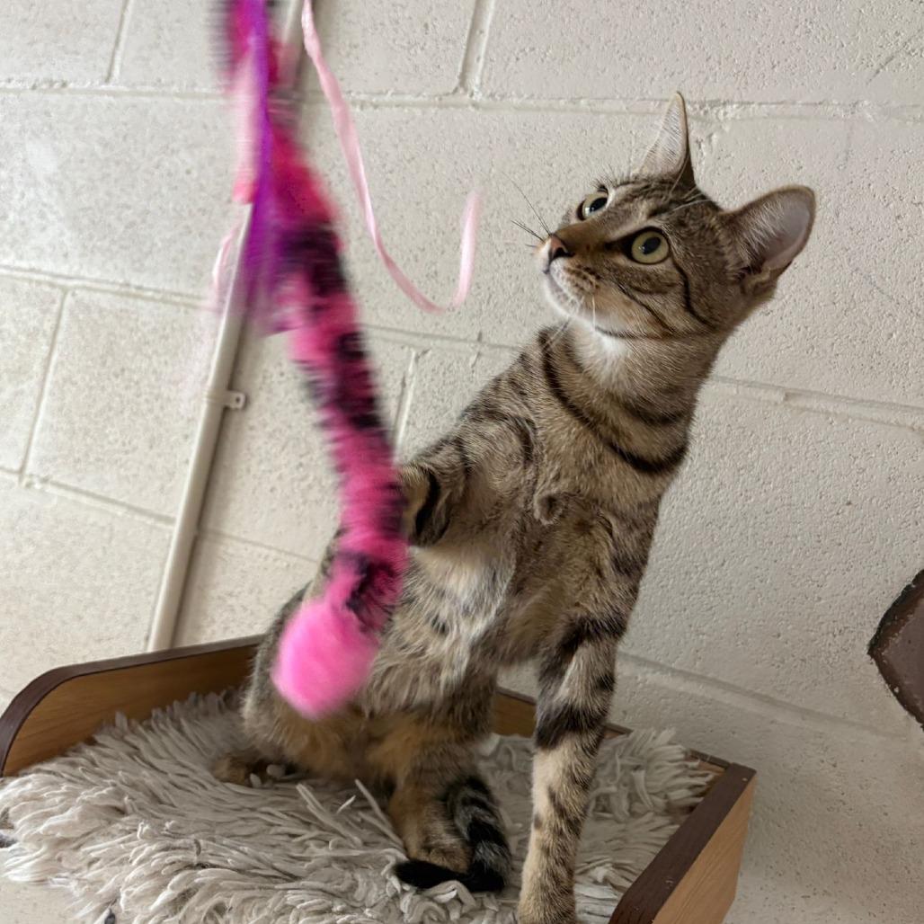 Daisy, a Adoptable Domestic Short Hair in Laredo, TX image 6/6