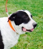 Maude, Adopted, Adult Female Mountain Cur & Great Pyrenees.