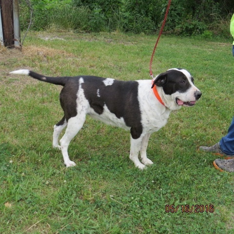 Enlarge Maude, a Adopted mixed breed in Tallulah, LA image 2/4