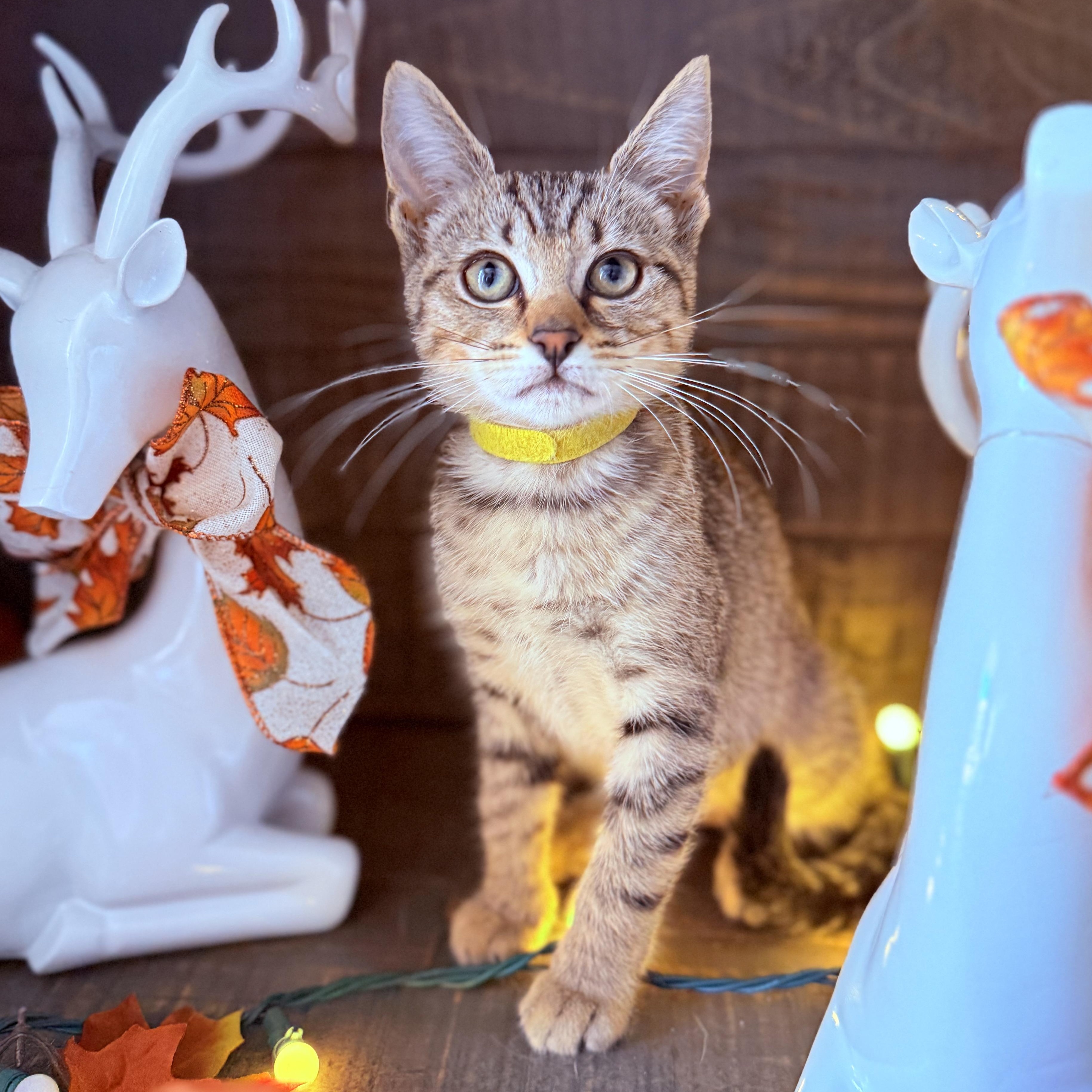 Nutmeg — thumbnail 2