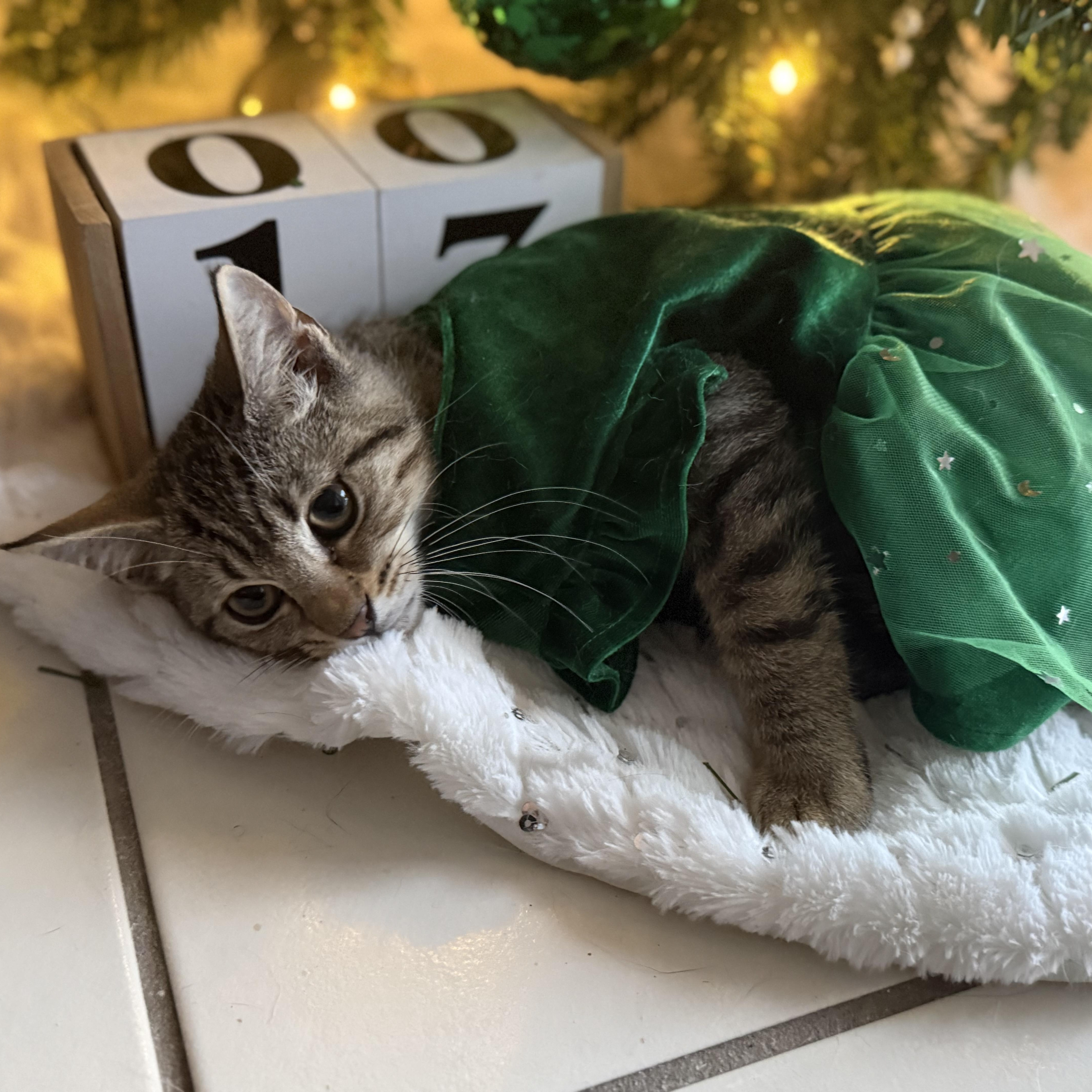 Nutmeg — thumbnail 3