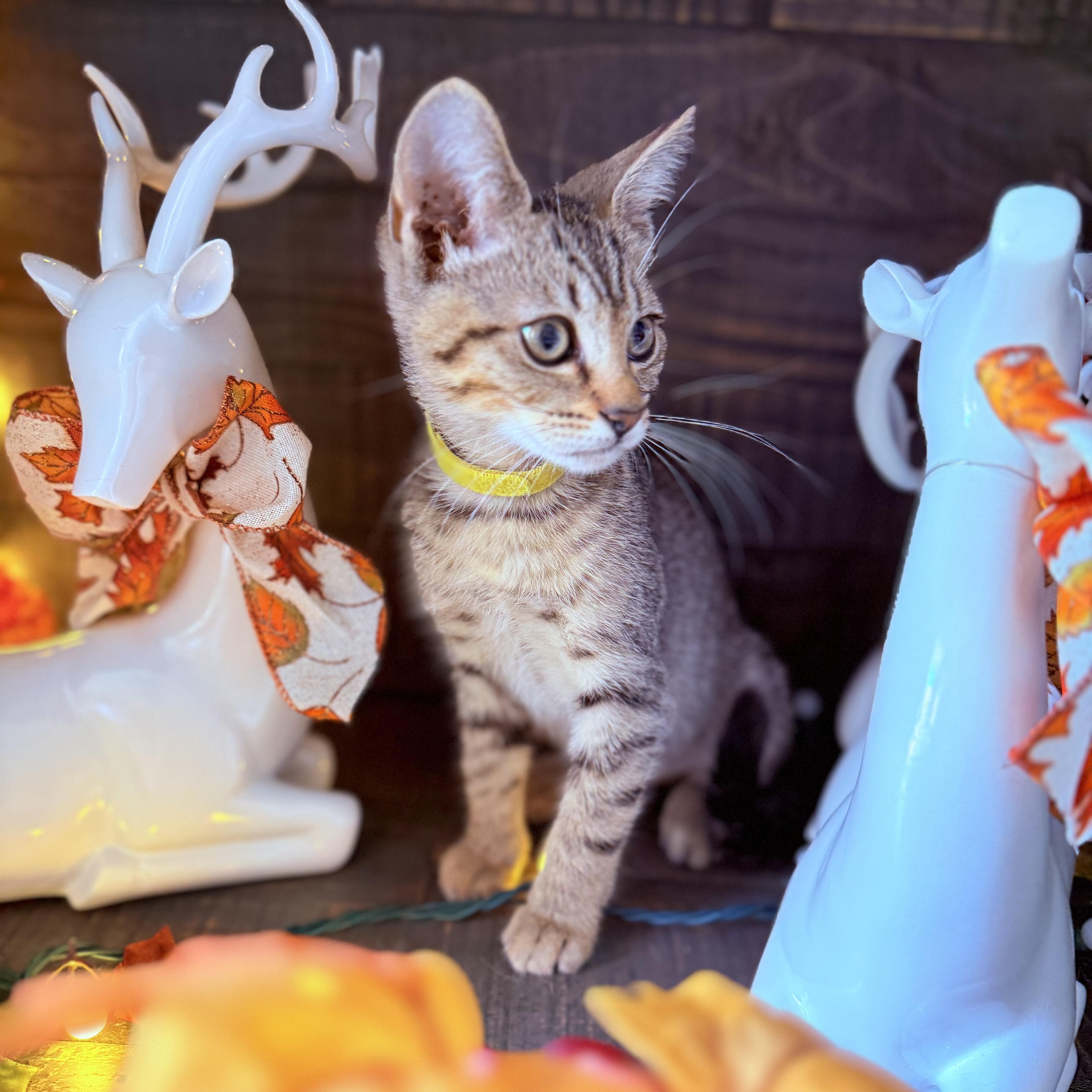 Nutmeg — thumbnail 4