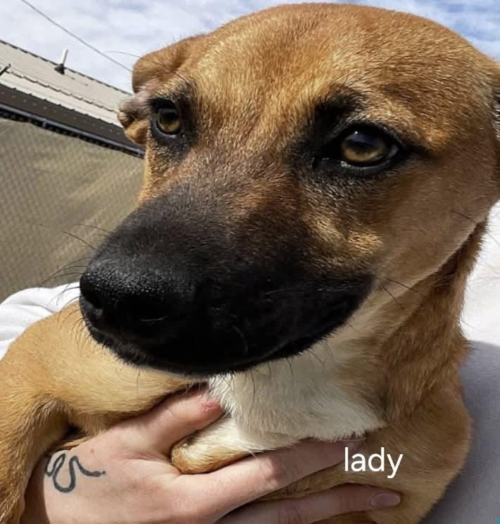 Enlarge Lol-Lady, a Adoptable Mixed Breed in Billings, MT image 2/3