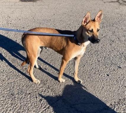Enlarge Lol-Lady, a Adoptable Mixed Breed in Billings, MT image 3/3