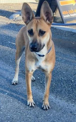 Enlarge Lol-Lady, a Adoptable Mixed Breed in Billings, MT image 1/3