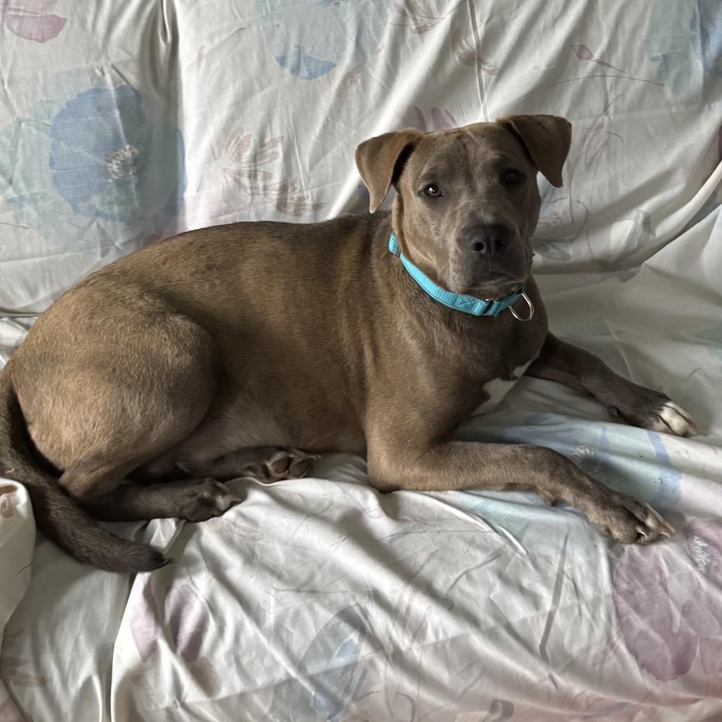 Xena, Adoptable, Adult Female American Staffordshire Terrier.