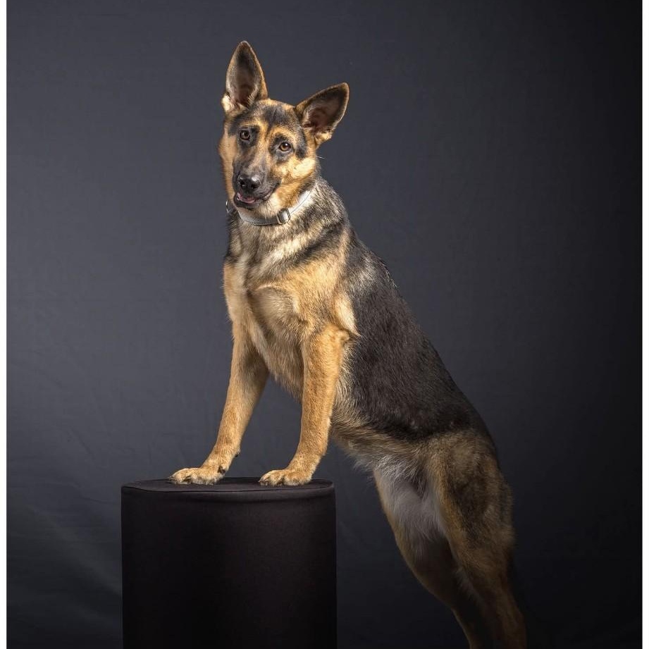 Enlarge Zoey, a Adoptable German Shepherd Dog in Mansfield, TX image 1/1